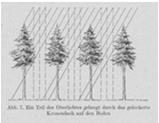 Světlo difúzní, přímé, FAR, horní, boční, zadní, spodní Charakter porostního mikroklimatu je velmi rozdílný podle druhu rostlin, hustoty nebo zápoje porostu a dalších faktorů (věk, struktura, výška,