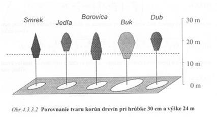 listy na jejím obvodě - Jehličnany osvětlená část = kužel až kvadratický paraboloid ca do 2/3 délky koruny od shora, zastíněná část = zkosený paraboloid nebo komolý kužel - Listnáče osvětlená část =