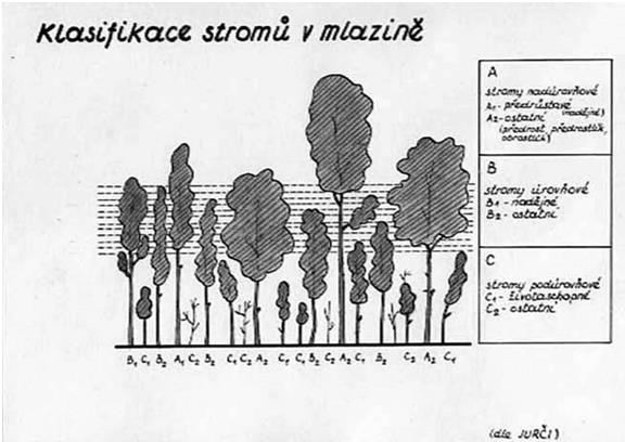 21.4.2016 Růstová fáze I nálet, nárost, kultury dřevina pěstební opatření naléhavost úkon mechanizace smrk prostřihávka - schematicky Ano (nebezpečí přeštíhlení zejm. na holé ploše) 1.