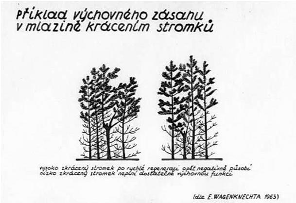 horší uplatnění moderních technologií koncepce řidší porosty 1. silnější zásahy 2. delší interval 1. zvýšení tloušťkového přírůstu 2. zvýšení odolnosti porostu 1. lepší stabilita 2.