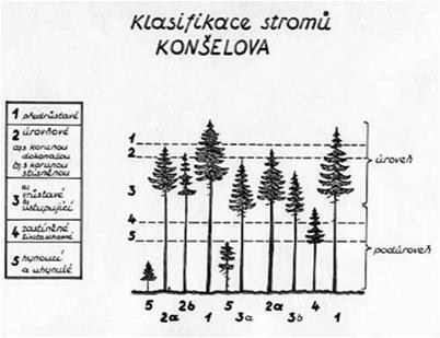 Je realizována bez podstatného úbytku porostního zakmenění v porostu nemýtném, aby se vyklizením porostních složek hospodářsky nezpůsobilých podporoval přírůst i tvar složek nadějných.