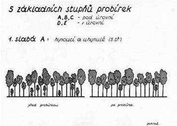 probírka Konšelova - platí hlavně pro jehličnaté porosty 5 stupňů probírek: 1.