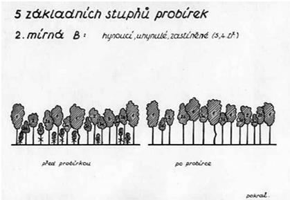 Probírka mírná - probírkový stupeň (B) podle Konšela. Při této probírce se odstraňují stromy třídy 5 stromy hynoucí a uhynulé 4 všechny zastíněné. 3.