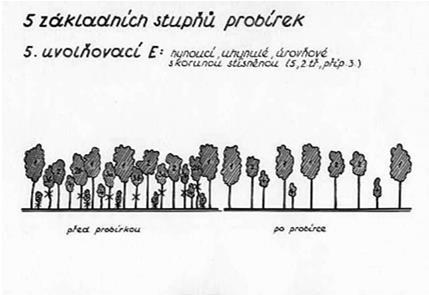 (2b) ve prospěch stromů vrůstavých. Podobně lze v porostech smíšených ponechat cennější, růstově opožděné dřeviny na úkor méně vhodných dřevin v úrovni, např.