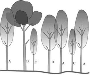 B stromy škodí stromům hlavním vedlejší (A) utlačováním škodlivé koruny nebo jiným způsobem a zpravidla se odstraňují C stromy čistí a formují stromy vedlejší třídy A, kryjí půdu a užitečné pod.