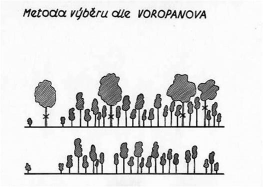 Výchova lesních porostů - probírka Voropanovova Probírka Voropanovova - úrovňová probírková metoda, která je založena na stadijním vývoji stromů. Teoretickým principem metody je negativní výběr.