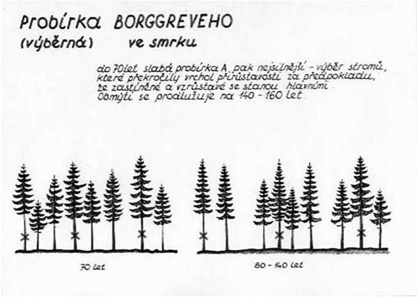 Ty jsou podle Voropanova po uvolnění schopny rychleji a déle přirůstat. Probírka Voropanovova byla určena pro smrkové porosty. Počátek výchovy je ve 20 letech a interval mezi probírkami 5-6 roků.