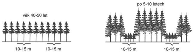 Provede-li se zásah 20 až 30 let před řádnou mýtní těžbou staršího porostu, vytvoří se mezistupeň, který zvýší ochranu mladšího porostu