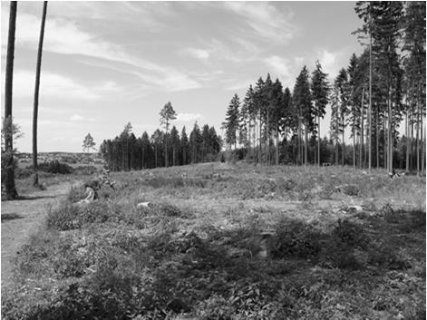 5 1 ha v každém obrazci probíhá obnova relativně samostatně (dle dominantní dřeviny) s ohledem na stav porostu a požadavky zmlazovaných dřevin (slunné kratší dílčí obnovní doba, stinné delší doba,