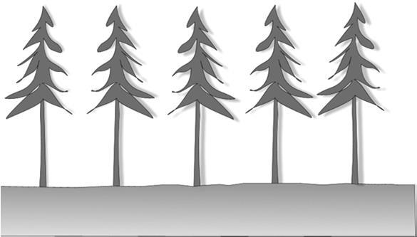 Zápoj dočasně přerušený Zápoj trvale přerušený Struktura lesních porostů prostorová Struktura -