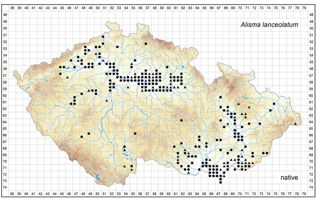 Distribution of Alisma lanceolatum in the Czech Republic Author of the map: Zdenka Hroudová Map produced on: 05-05-2017 Database records used for producing the distribution map of Alisma lanceolatum