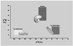 implikace 13 C/ 12 C marine terrestrial Rostliny δ 15 N Proteiny 34