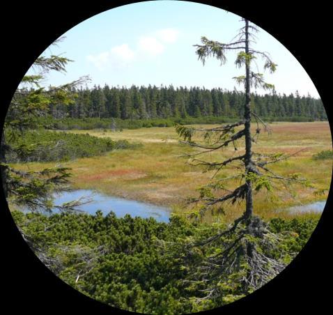 Naučná stezka Černohorské rašeliniště Nabízí překrásné panoramatické výhledy od Černé boudy a z Hubertovy vyhlídky.