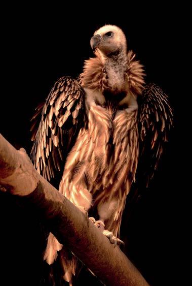 užívané dříve párem pižmoňů grónských (Ovibos moschatus wardi) mohli konečně dovézt trio klisen koně Převalského (Equus przewalskii) z německého Norimberku a položit základ k budoucímu chovu tohoto