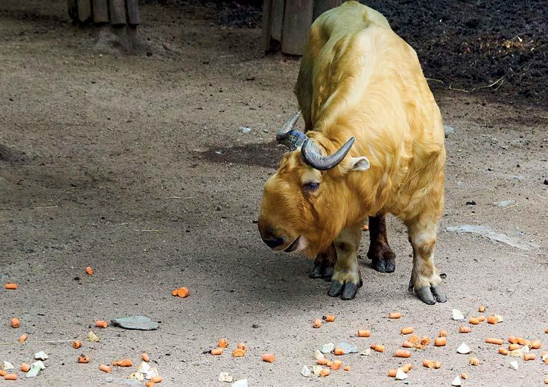Takin čínský,