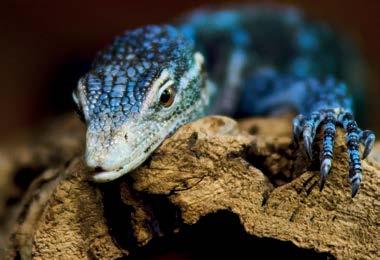 plazi (Reptilia) 61/22 59/22 6/2 32/14 2/1 39/14 Druh Specie Stav 1.