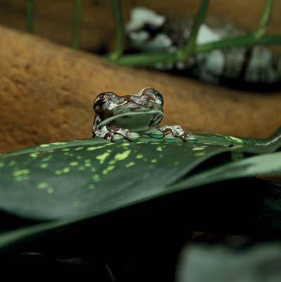 parosnička srdíčková Dyscophus guineti pralesnička strašná Phyllobates terribilis obojživelníci (Amphibia) CITES RDB 0.