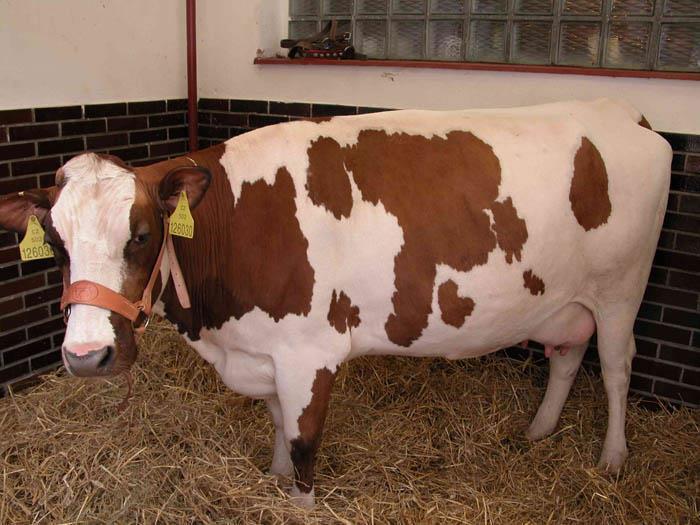 Obr. č. 3: Ayrshirský skot (http://ksz.af.czu.cz) Jerseyský skot Plemeno vzniklo na ostrově Jersey ležícím v kanálu La Manche. Původ plemene se odvozuje od starých francouzských plemen z Normandie.