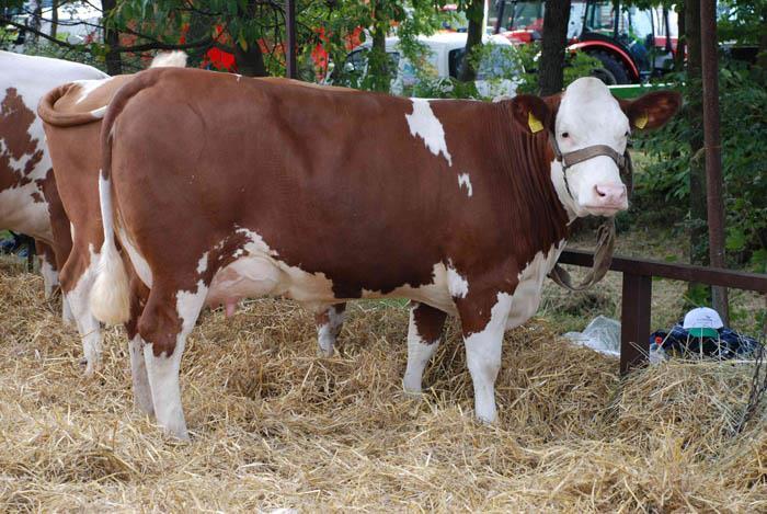 dosahovali průměrných denních přírůstků 1370 g - 1439 g. Plemeno se vyznačuje dobrou přizpůsobovací schopností a je vhodné pro užitkové křížení s méně vzrůstnými plemeny.