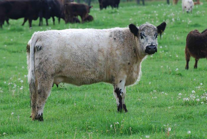 Obr. č. 13: Gallowayský skot (http://ksz.af.czu.cz) Skotský náhorní skot highland cattle Plemeno pochází z oblastí severozápadní Skotské Vysočiny a centrálního Skotska.