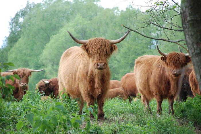 Obr. č. 14: Skotský náhorní skot highland cattle (http://ksz.af.czu.cz) 5.6 Druhotné využití skotu 5.6.1 Močůvka Je to dusíkatodraselné hnojivo, které se rychle dostává do půdy a je velmi účinné.