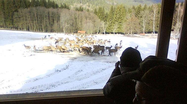 POZOROVACÍ MÍSTA POZOROVACÍ JELENÍ ZVĚŘE VE VOLNÉ PŘÍRODĚ Poznejte život jelena, srnce i jiných zvířat ve volné přírodě v okolí Borových Lad, Srní a Jeleních Vrchů. Jaké jsou zásady při pozorování?