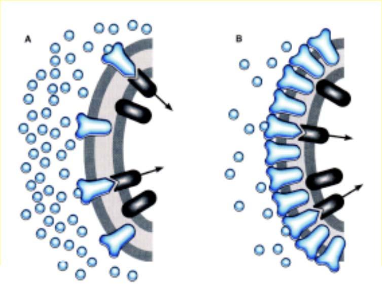 SPARE RECEPTORY SPARE RECEPTOR = maximální odpověď je vyvolána agonistou v koncentraci, která nedostačuje k plné obsazenosti dané populace receptorů spare spořivé, postradatelné receptory mechanismy