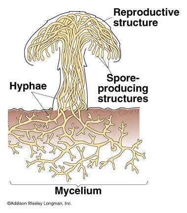 Dvě adaptace umožňují houbám absorpci: - velký povrch mycelia - schopnost rychlého růstu Vegetativní část houby (mycelium)