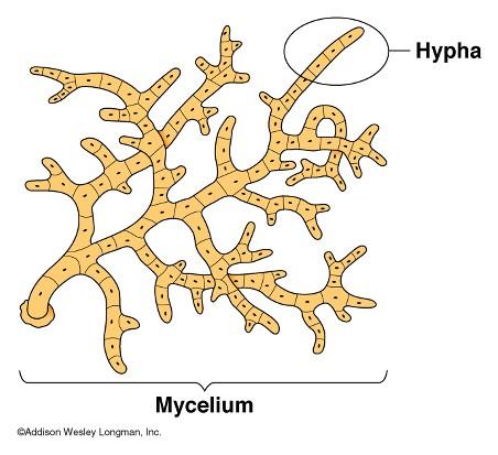 Mycelium Hyfy jsou jemná vlákna buněk s buněčnou stěnou.