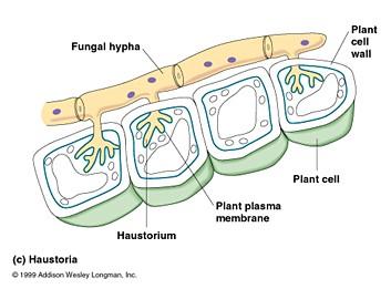 Haustoria = jsou přeměněné hyfy, pronikající do tkání