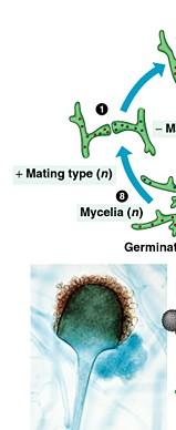 Zygomycota 1. Sousední mycelia opačných párovacích typů (+ a -) 2.