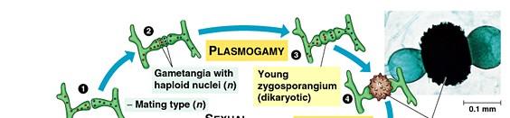 3. Mezi gametangiemi nastává plasmogamie (=splynutí cytoplazmy) a vzniká dikaryotické zygosporangium 4.