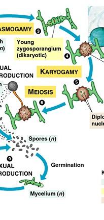 Zygomycota 5. Když jsou podmínky opět příznivé, nastává karyogamie a protilehlá jádra splývají.