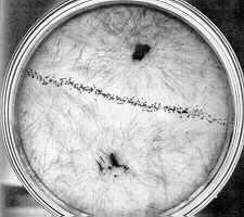 Zygomycota Na obrázku je Petriho miska s agarem.