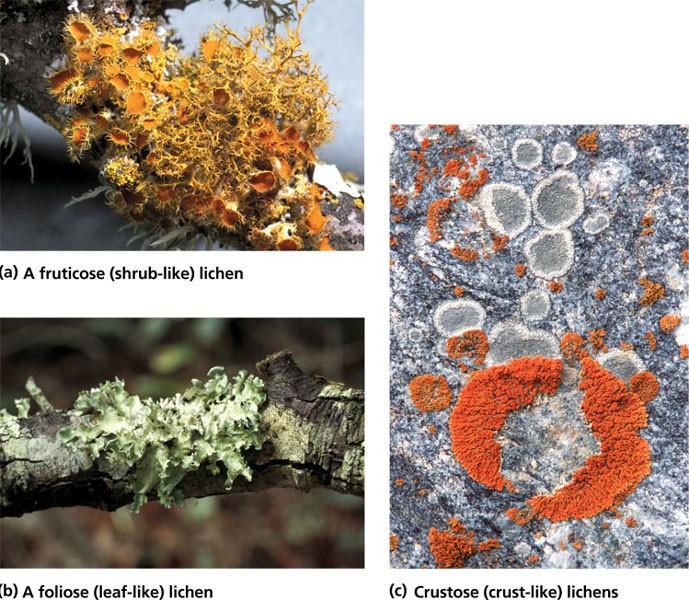 Lichenes Pohlavně se výjimečně rozmnožuje pouze houbová složka lišejníku s velkým rizikem že