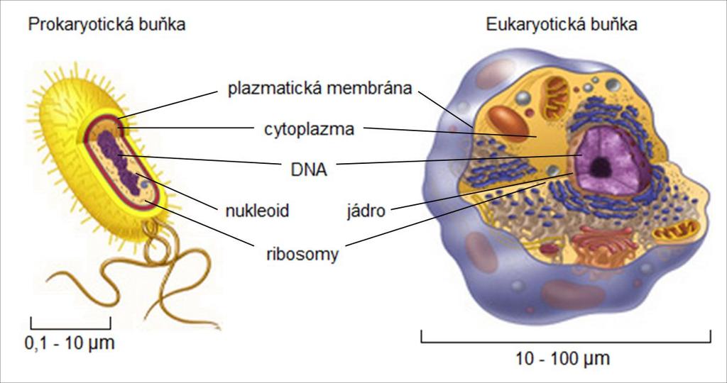 1. Elektrofyziologie buněk 1.1 Popis buňky Buňky jsou základní strukturální a funkční jednotky všech živých organismů. Organismy se dělí na jednobuněčné (např.