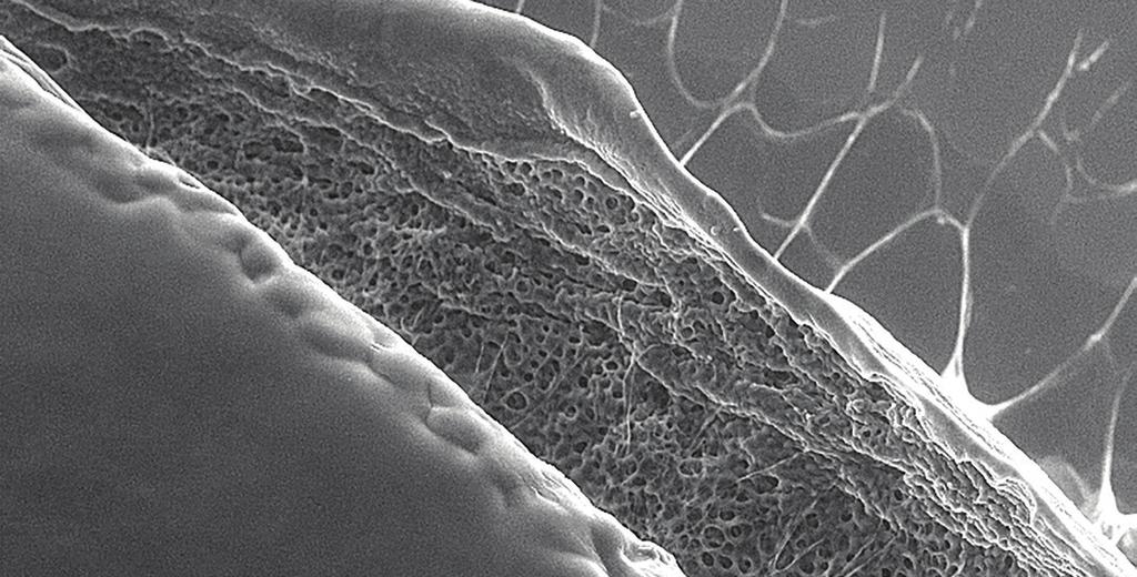 nevodivých, vlhkých a tekutých vzorků 5 µm Živý roztoč pozorovaný v EREM QUASEM II POSLÁNÍVÝZVY Být světovým lídrem v nízkoenergiové environmentální rastrovací elektronové