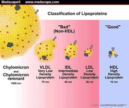 Využití proteinů a organizace molekul lipidů dle polarity => lipoproteiny 5