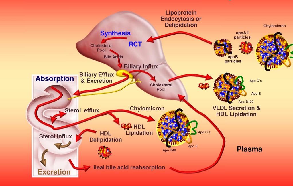 Transport lipidů a cholesterolu - souhrn LDL