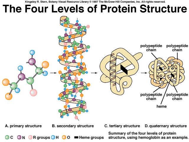 Proteiny peptidy aminokyseliny Aminokyseliny Stavební kameny pro