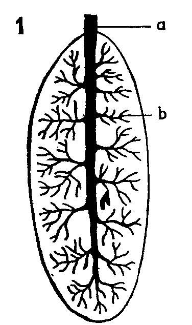 Popište dýchací soustavu savců Na hrtan navazuje průdušnice, která se větví na dvě průdušky (a). Sliznice průdušnice i průdušek je vystlána řasinkovým epitelem.