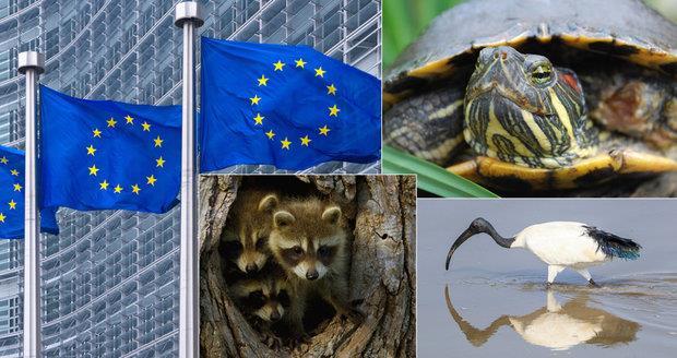 Legislativa EU Nařízení EP a Rady č. 1143/2014 o prevenci a regulaci zavlékání či vysazování a šíření invazních nepůvodních druhů - platné od 1. 1. 2015 PROVÁDĚCÍ NAŘÍZENÍ KOMISE (EU) 2016/1141, kterým se přijímá seznam invazních nepůvodních druhů s významným dopadem na Unii ( unijní seznam ) - platné od 3.