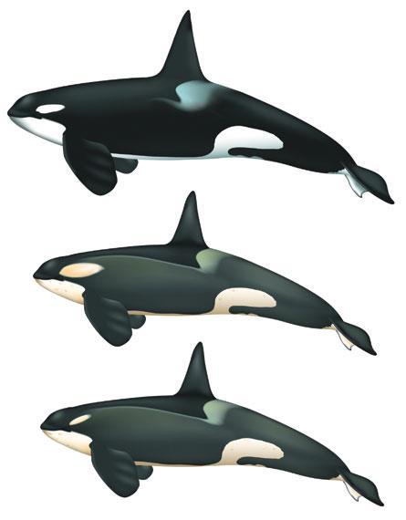 One ocean, four (or more) killer whale species MANY WATERS, MANY KILLERS A study suggests three different populations of killer whales in the Antarctic belong in their own individual species: a