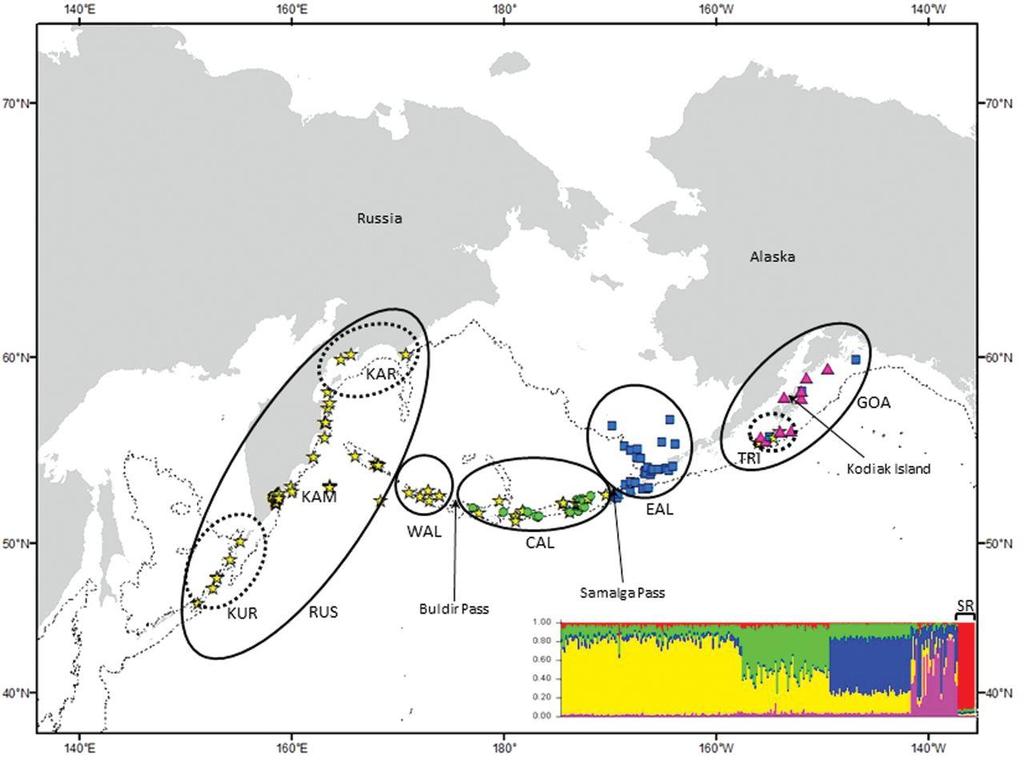 Geographic Patterns of Genetic Differentiation among Killer Whales in the Northern North Pacific piscivorous resident and the mammal-eating transient (or Bigg s) killer whales.