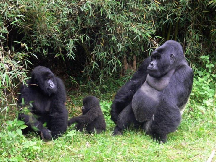 Eastern Gorilla (Gorilla beringei) Two subspecies exists: Species: Eastern Lowland Gorilla Scientific name: Gorilla beringei graueri Location: Democratic Republic of Congo Population: Less than 3000