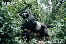 Western Gorilla (Gorilla gorilla) Two subspecies exists: Species: Western Lowland Gorilla Scientific name: Gorilla gorilla gorilla Location: Democratic Republic of Congo Population: 100,000