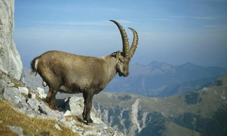Capra ibex Take this case from Templeton (1986): ".