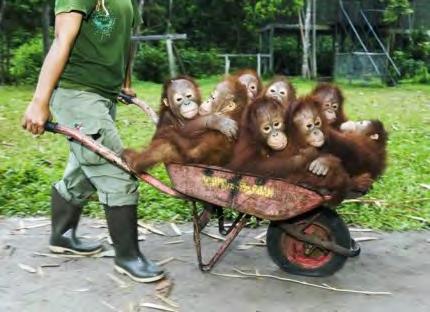 Monkey World