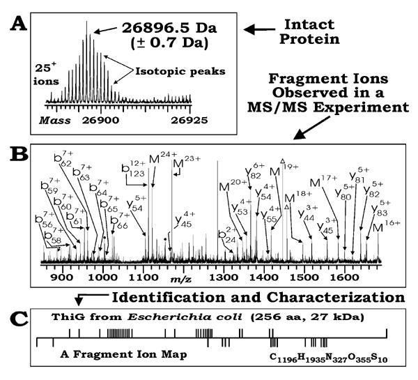 Top-down analýza proteinů Top-down proteomika - Intaktní proteiny jsou ionizovány pomocí ESI (nanoesi) a zachyceny v ICR cele nebo iontové pasti spektrometru.