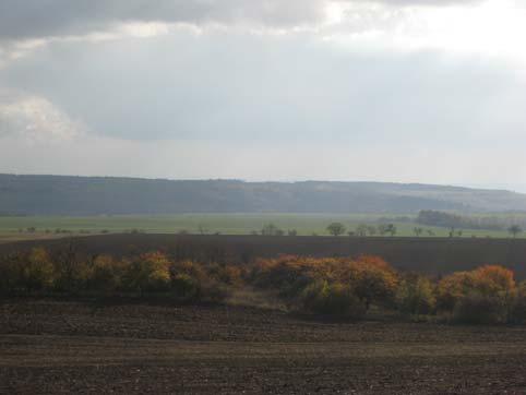 Mochnová doubrava (Potentillo albae-quercetum) Tato mapovací jednotka zahrnuje teplomilné druhově bohaté doubravy s dubem zimním (Quercus petraea) nebo s dubem letním (Quercus robur) na chudších